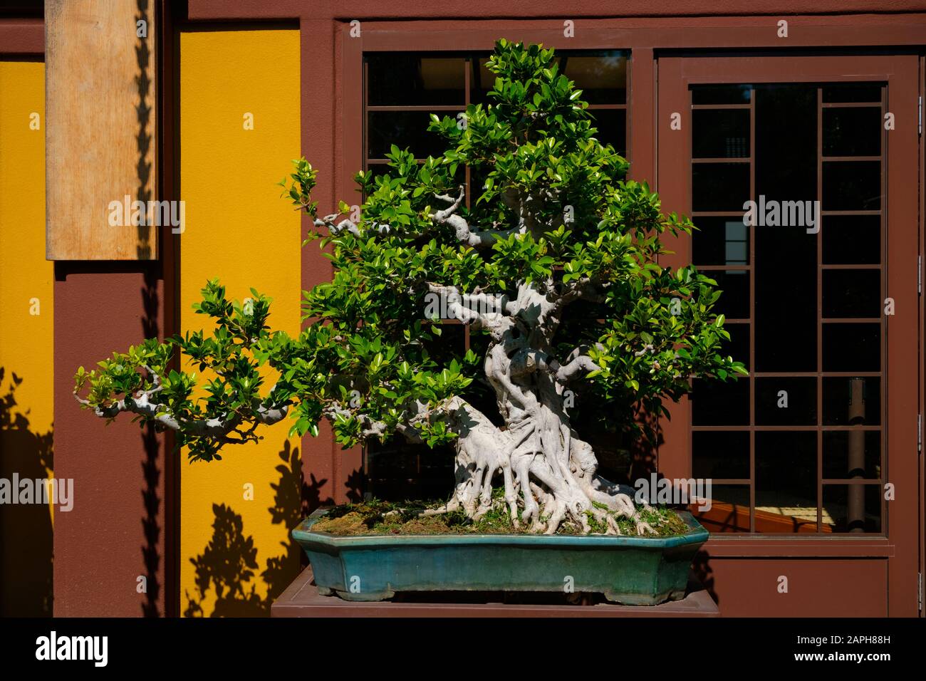 bonsai trees in chinese garden , bonsai tree nursery - Stock Photo