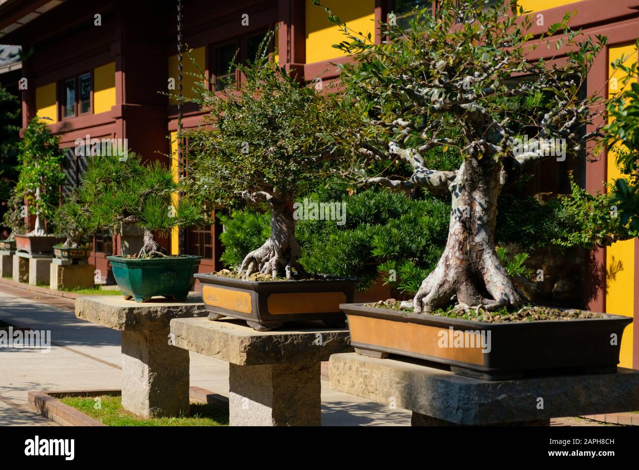 bonsai trees in chinese garden , bonsai tree nursery - Stock Photo