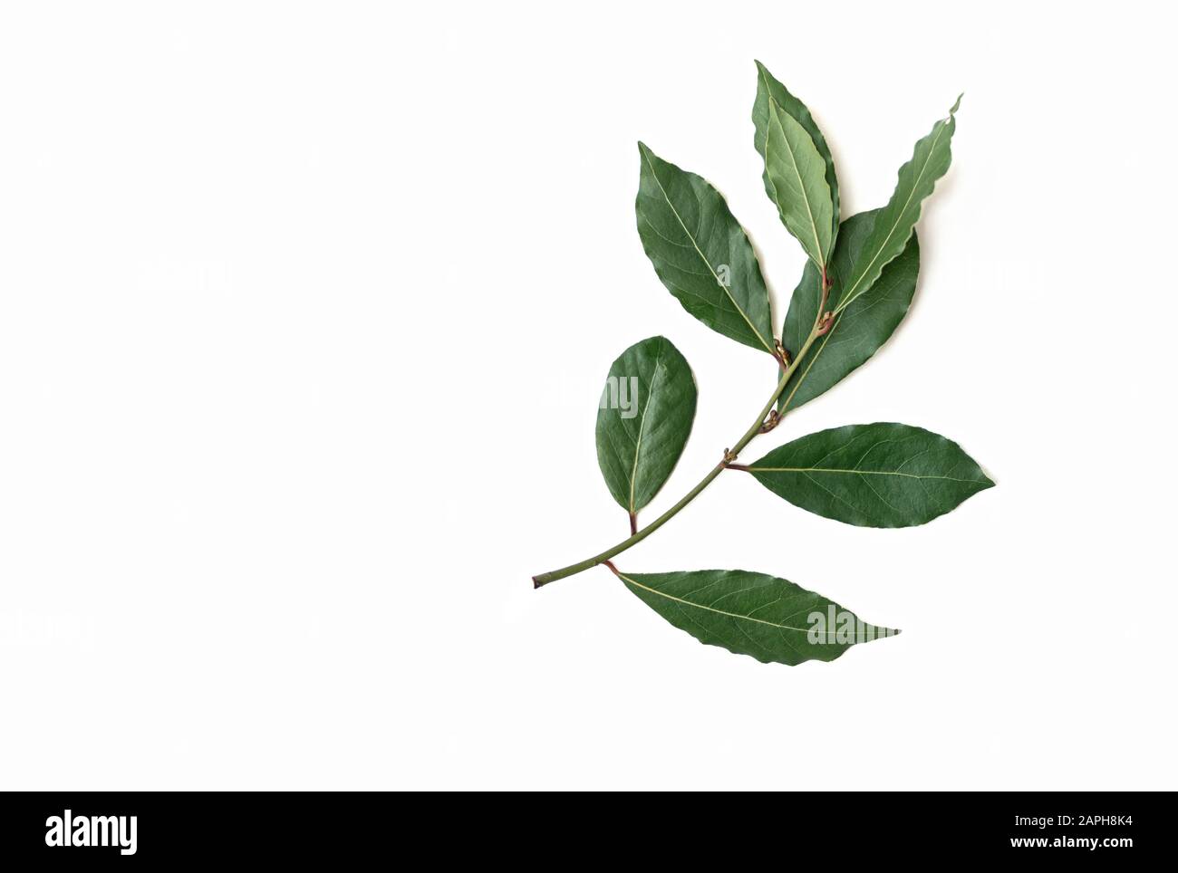 branch of fresh bay laurel leaves isolated on white background. Copy space. Flat lay Stock Photo