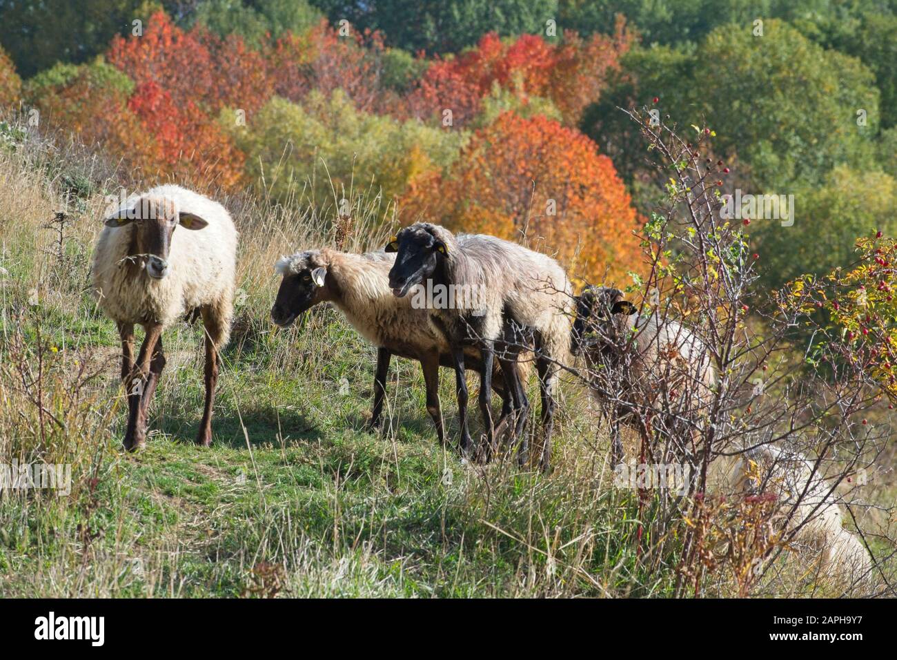 Bicolour sheeps at the Gran Sasso and Monti della Laga National Park Stock Photo