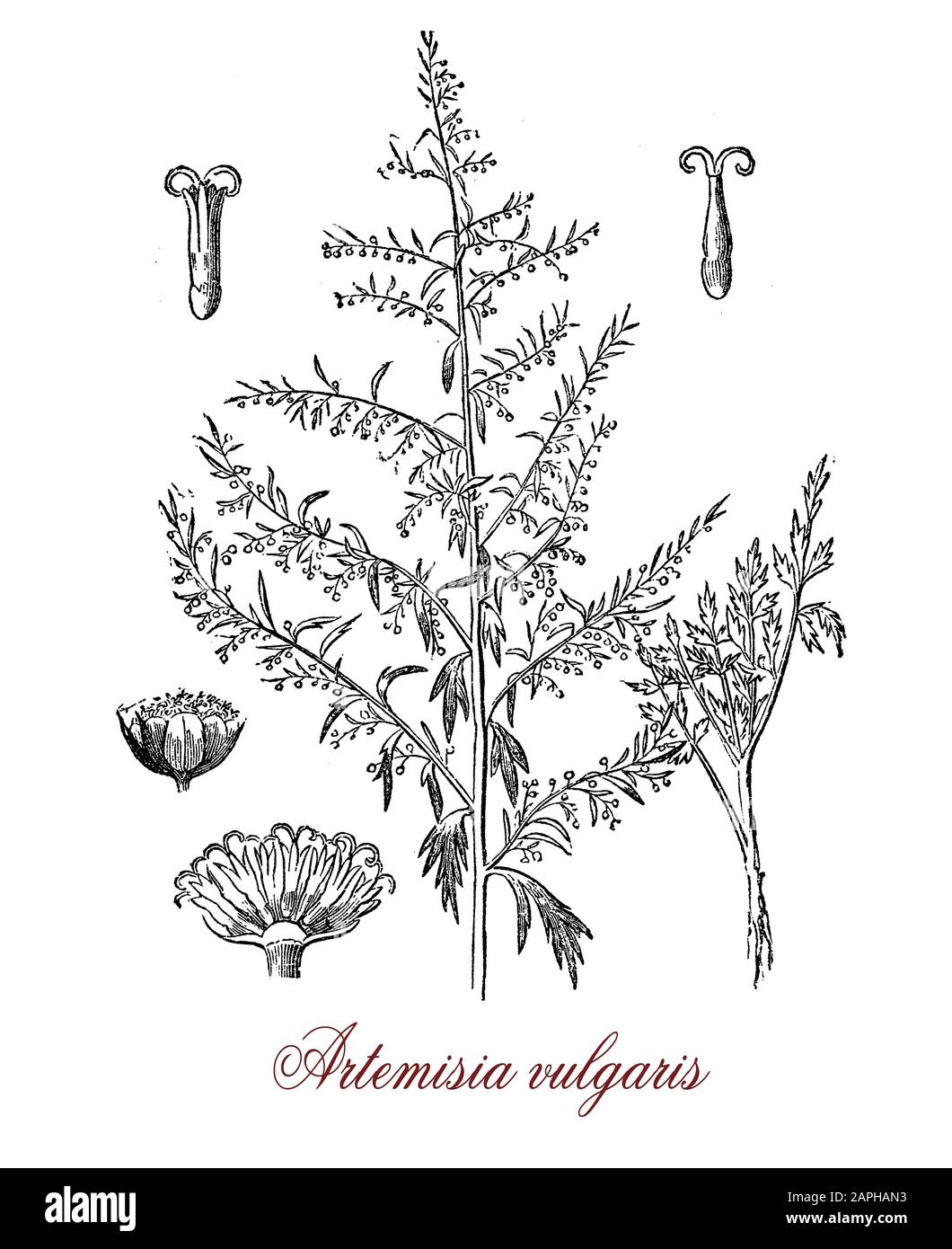 Artemisia vulgaris or common mugwort invasive weed with small florets used as medicinally and  culinary herb: flavoring and bittering ales, for pain relief, treatment of fever and as diuretic Stock Photo