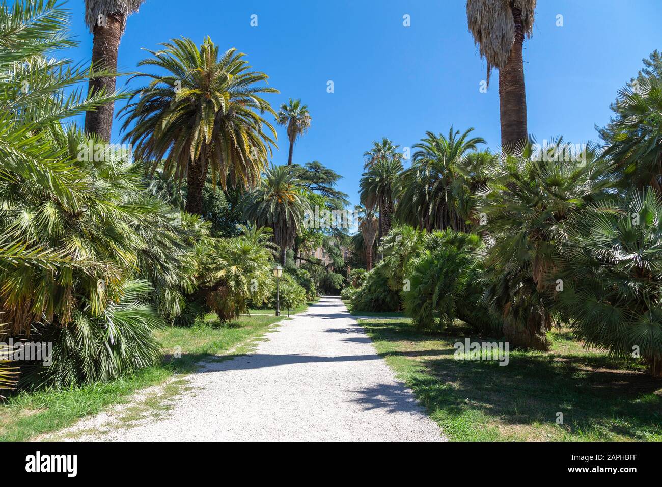 Pathway surrounded by palm trees and tropical plants in a botanical