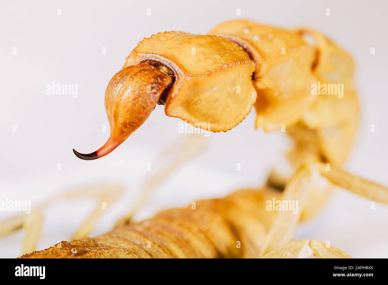 desert scorpion sting Stock Photo