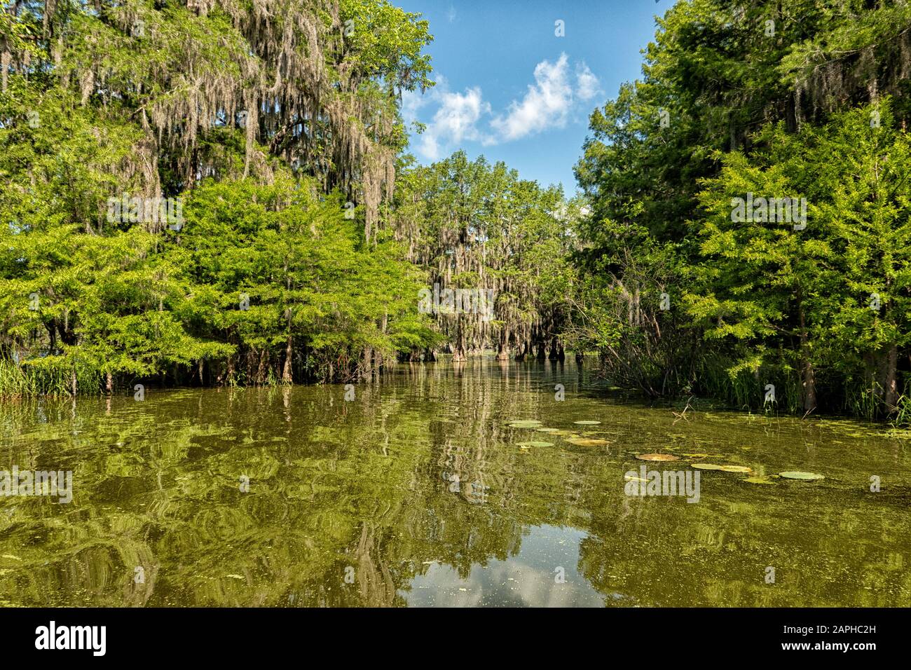 View on the trees in the swamps at Lake Martin, Louisiana, USA Stock Photo