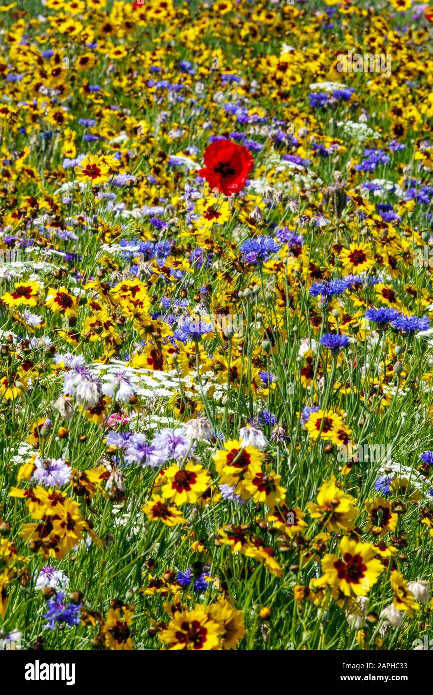 Plains Coreopsis, Cornflower Poppy flowers meadow Stock Photo