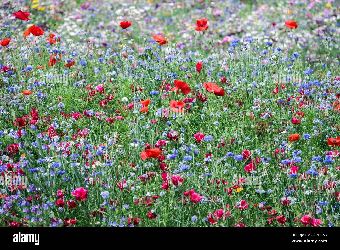 Red blue flowers in the garden meadow, poppies cornflower Stock Photo