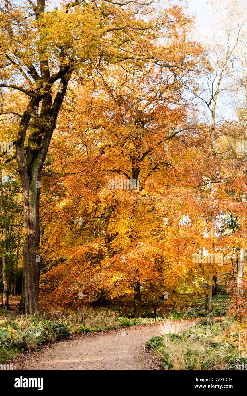 Autumn trees in full autumn colour in English woodland Trentham Gardens