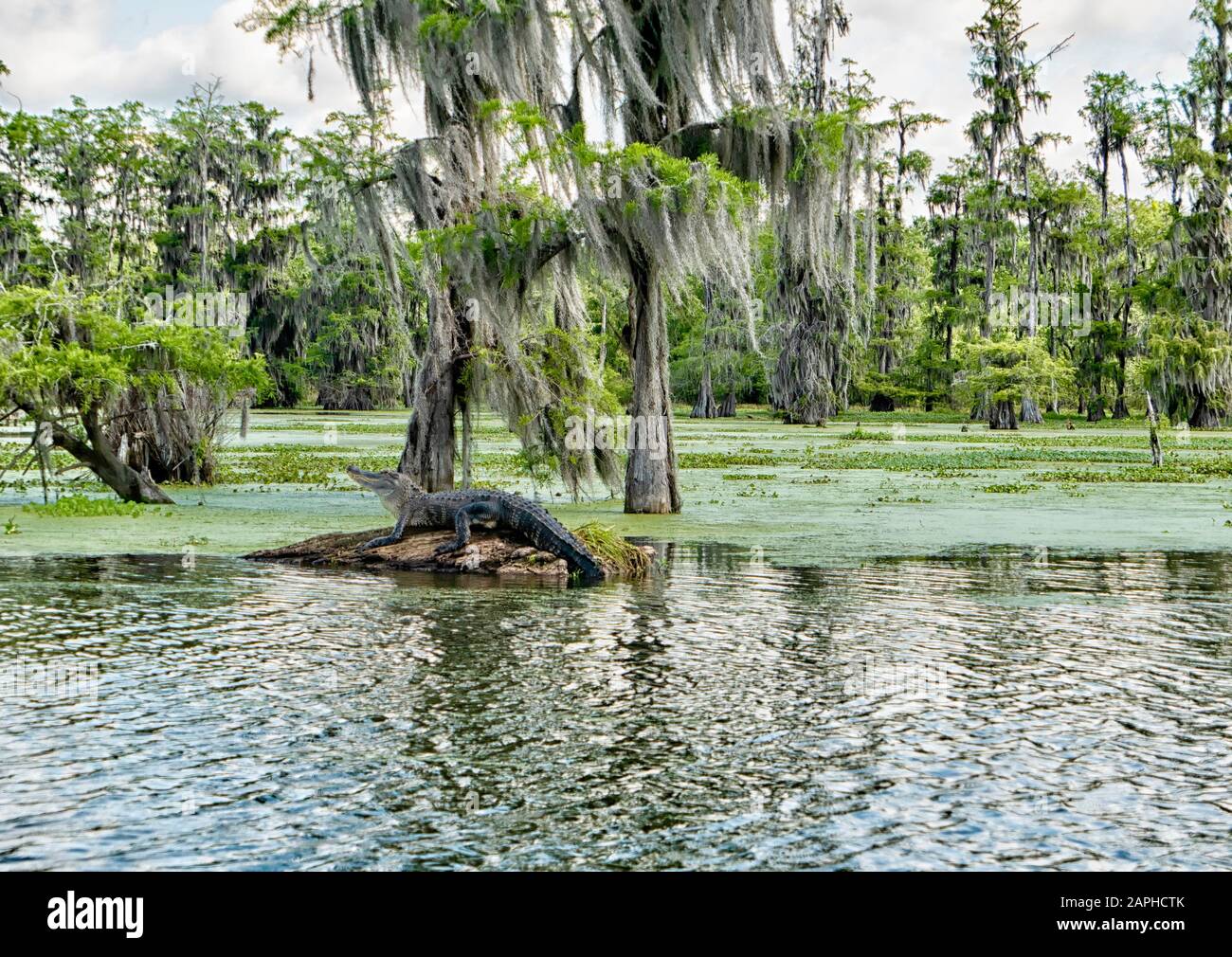 Alligator on a tree trunk in Lake Martin, Louisiana, USA Stock Photo