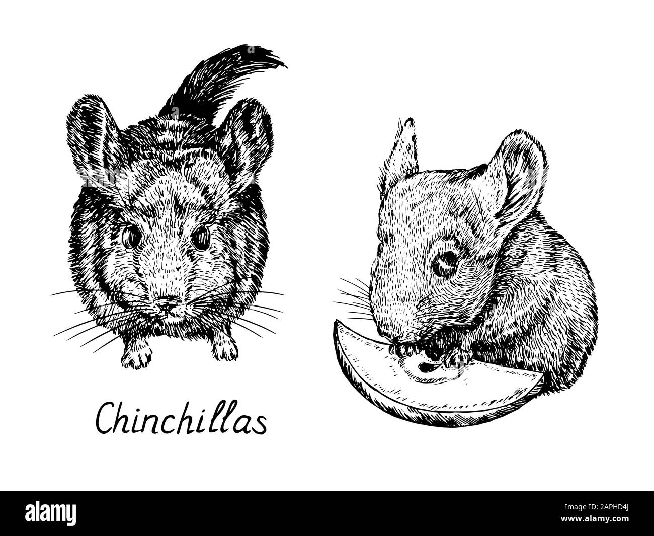 Two Chinchilla: Over 28 Royalty-Free Licensable Stock Illustrations &  Drawings | Shutterstock