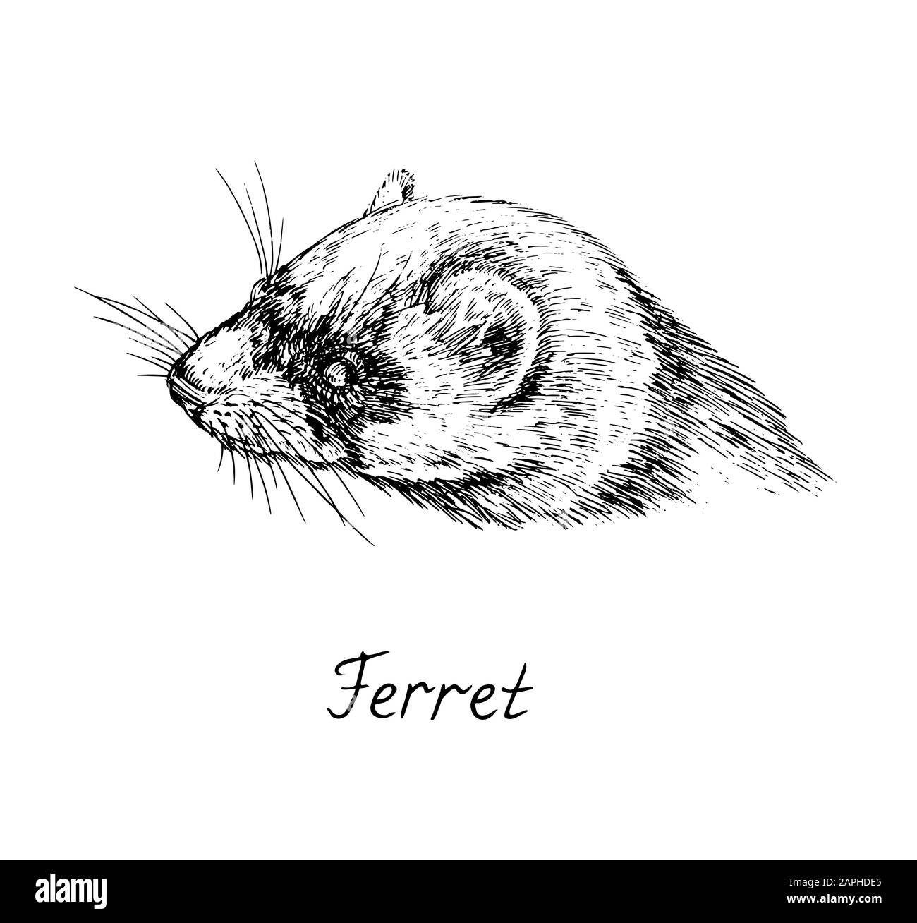 Ferret face Black and White Stock Photos & Images Alamy