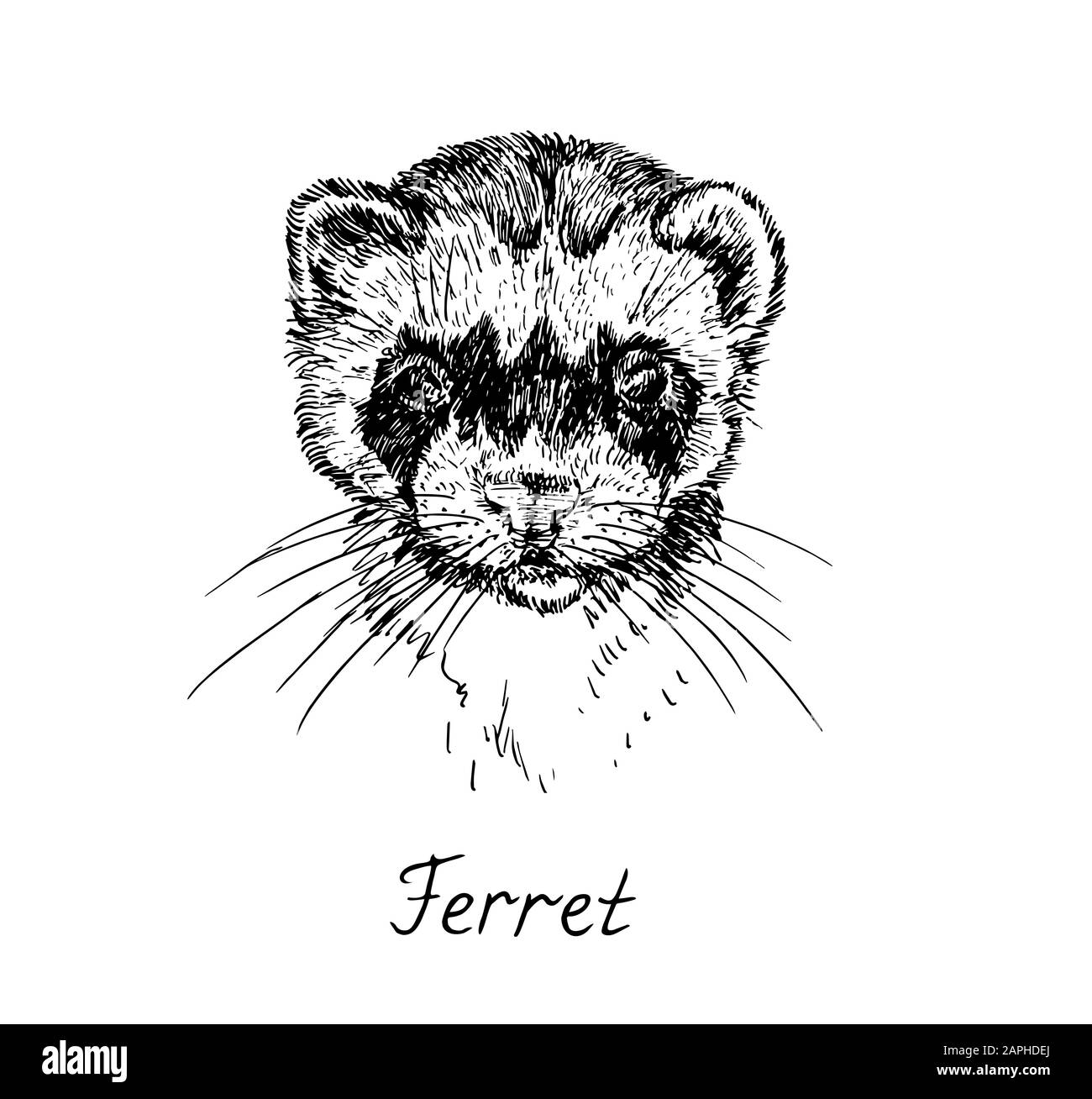 Ferret face, with inscription, hand drawn doodle, drawing sketch in