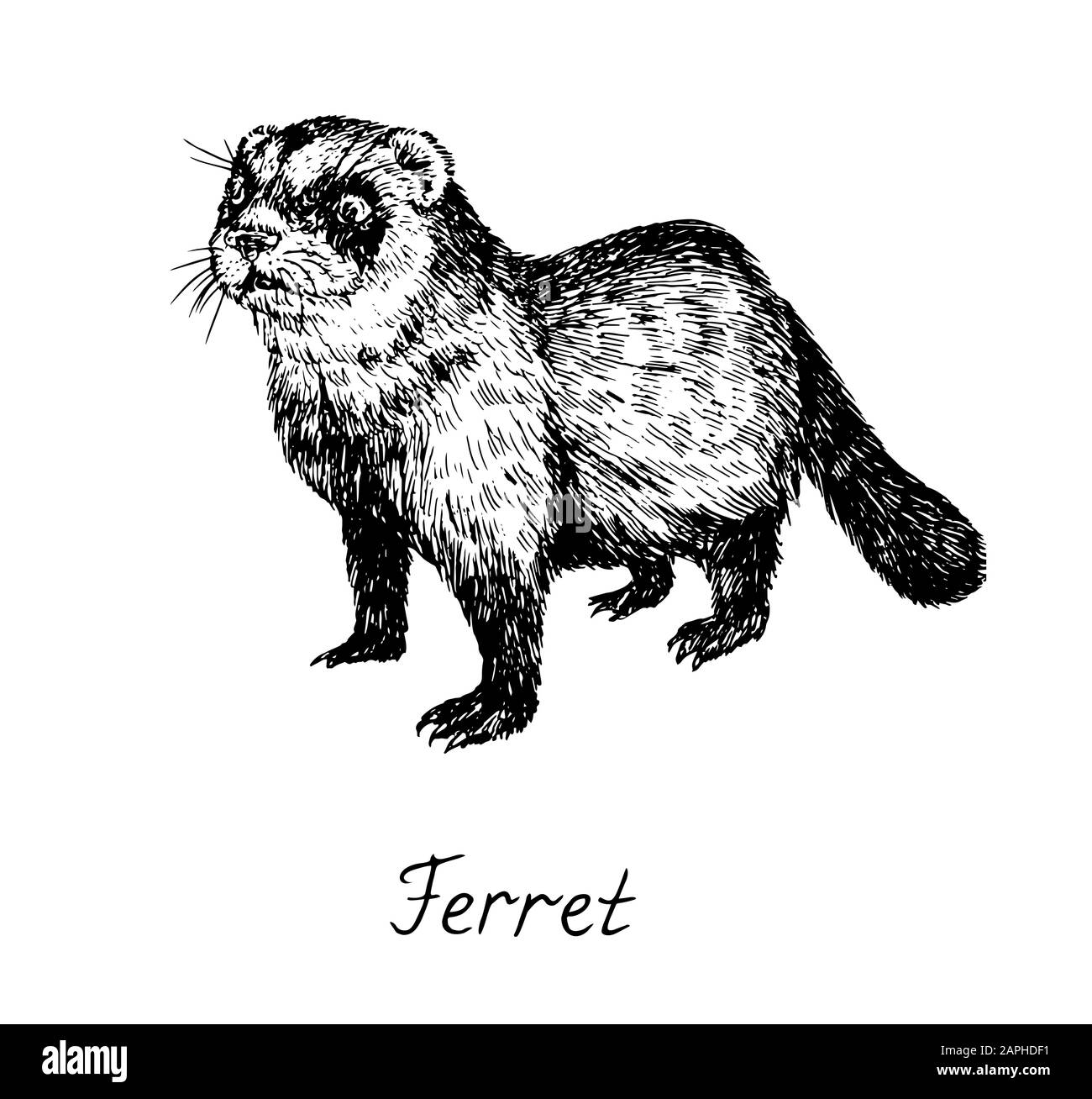 Ferret, hand drawn doodle, drawing sketch in gravure style, illustration Stock Photo
