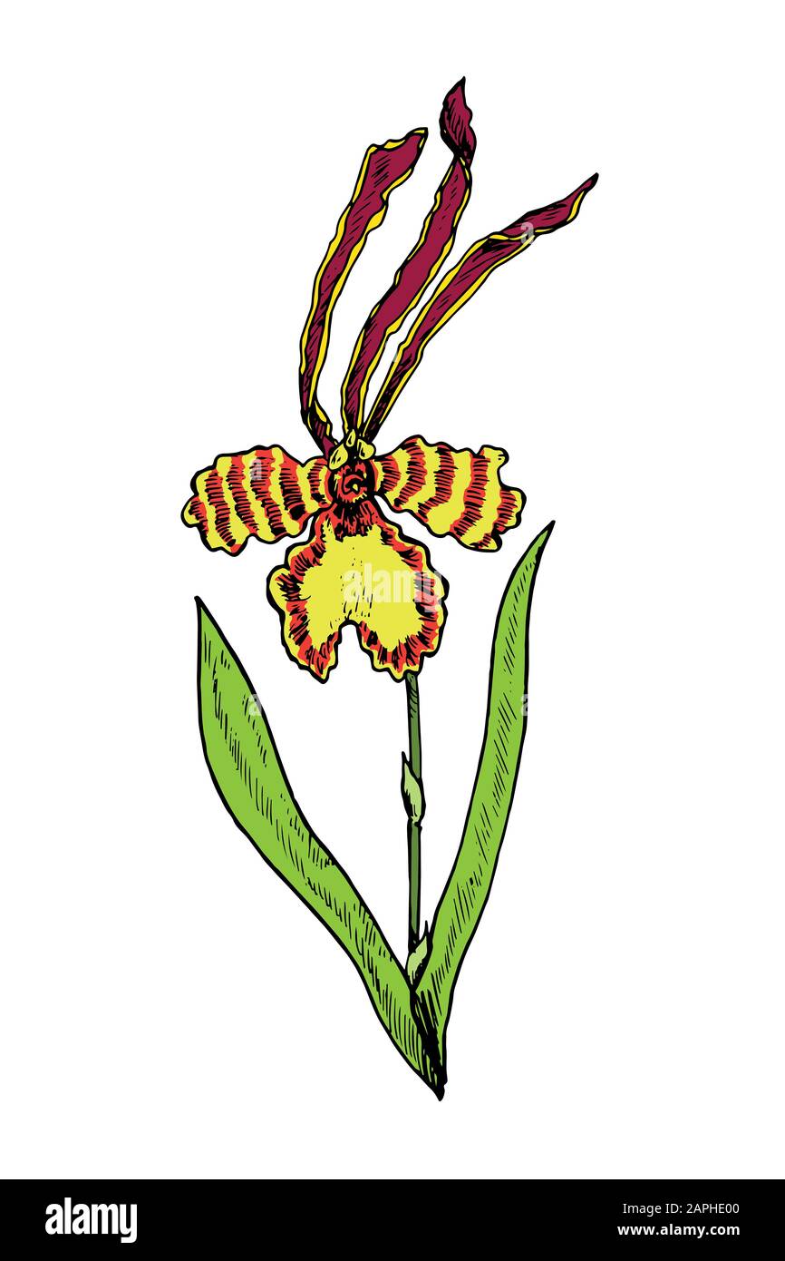 Psychopsis orchid flower, stem with leaves, hand drawn colorful drawing, illustration Stock Photo