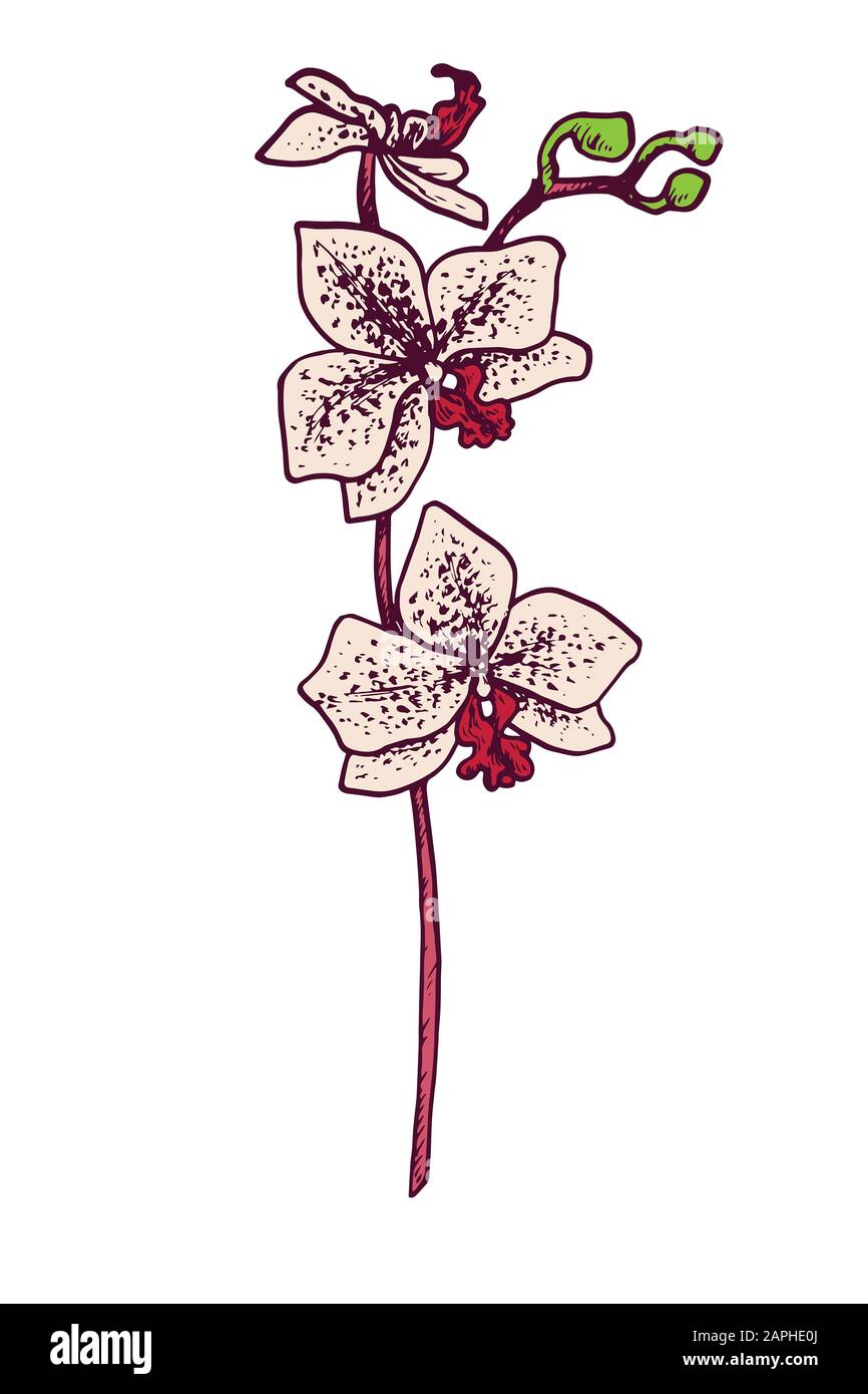 Speckled phalaenopsis orchid flower stem, hand drawn doodle sketch,  illustration Stock Photo