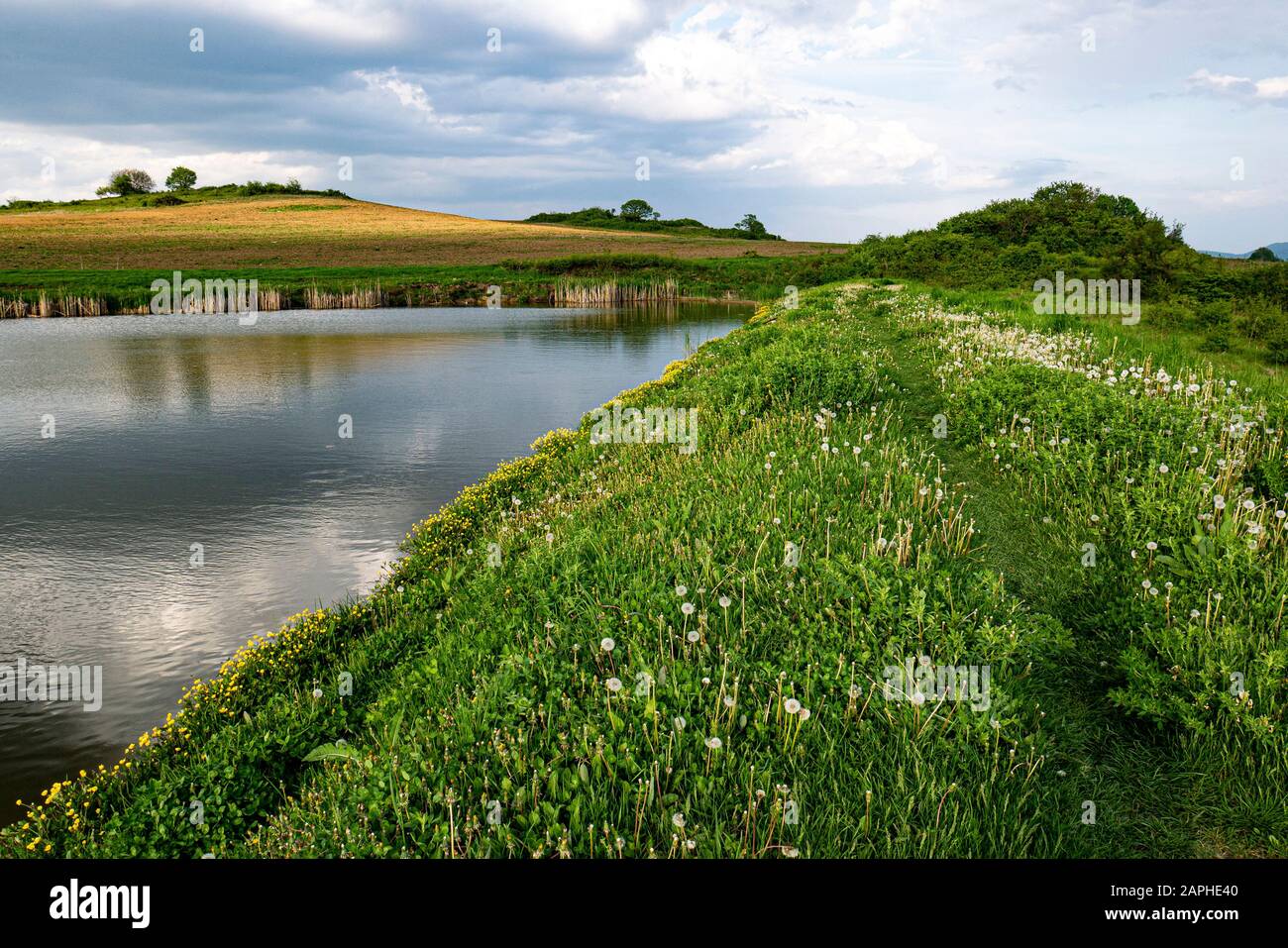 Flowering wild flowers and dandelion on the shore of a lake. The water surface is curled by the wind. Stock Photo