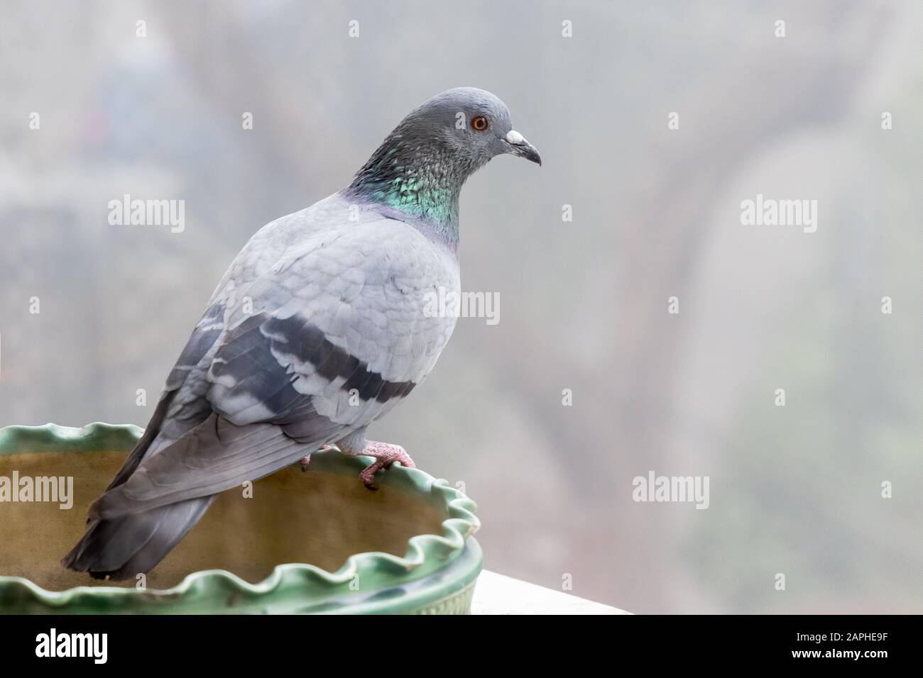 Portrait of an Indian Pigeon (Columba livia) in New Delhi, India in winter Stock Photo