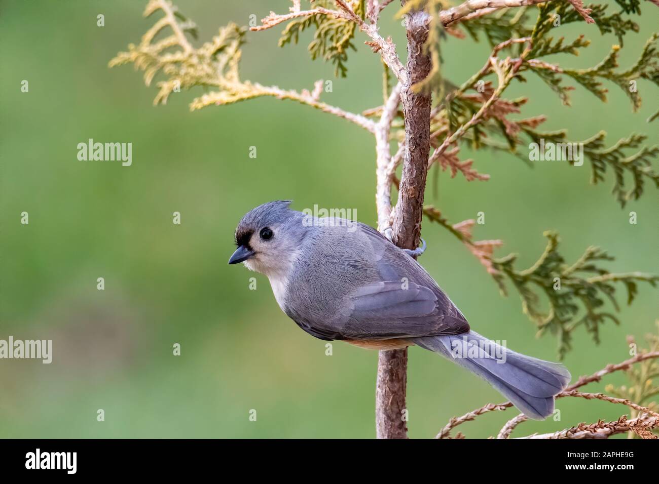 Tufted Titmouse (Baeolophus Bicolor) Perched on a Tree in Autumn Stock Photo