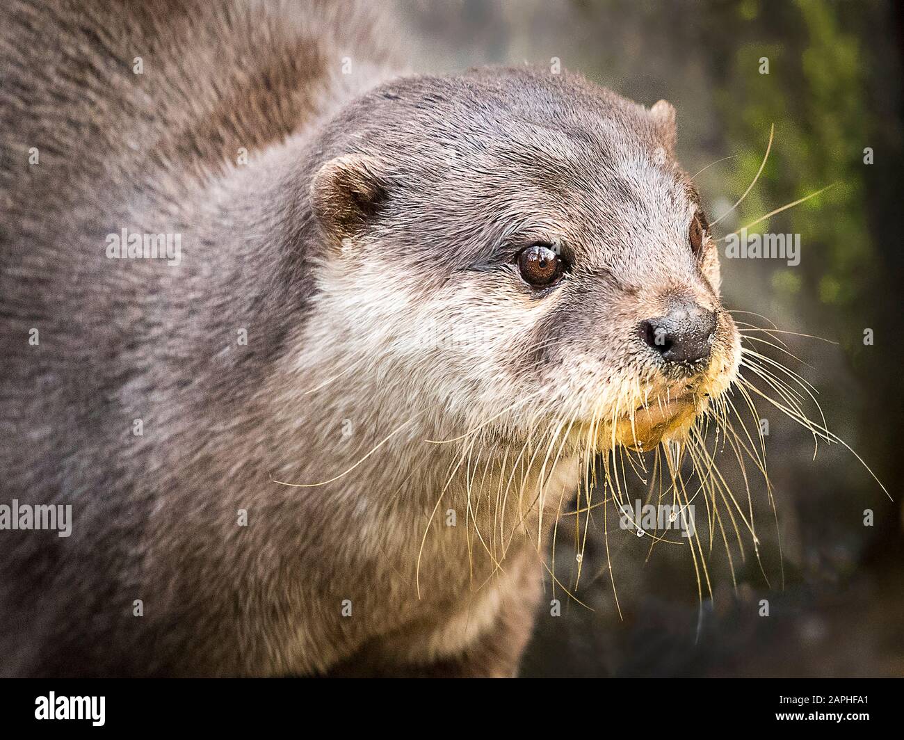 The Asian Short-Clawed Otter (Amblonyx cinereus) Fishing Stock Photo