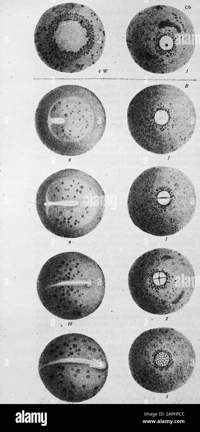 Unfertilized egg hires stock photography and images Alamy