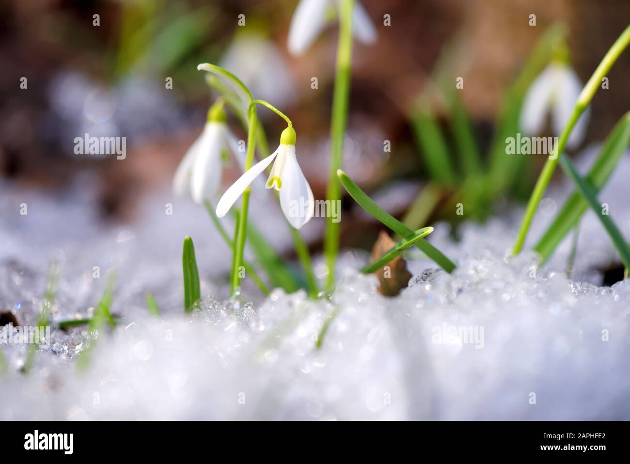 Snowdrops (Galanthus) in the spring forest. Harbingers of warming symbolize the arrival of spring. Stock Photo