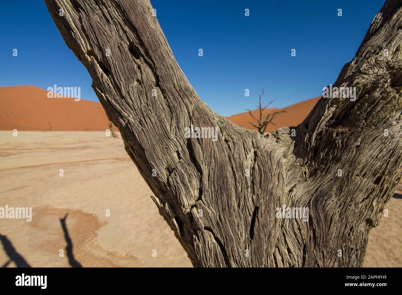Closeup of a dead leafless tree with black bark in front of orange sand dunes at Deadvlei, Sossusvlei, Namibia Stock Photo