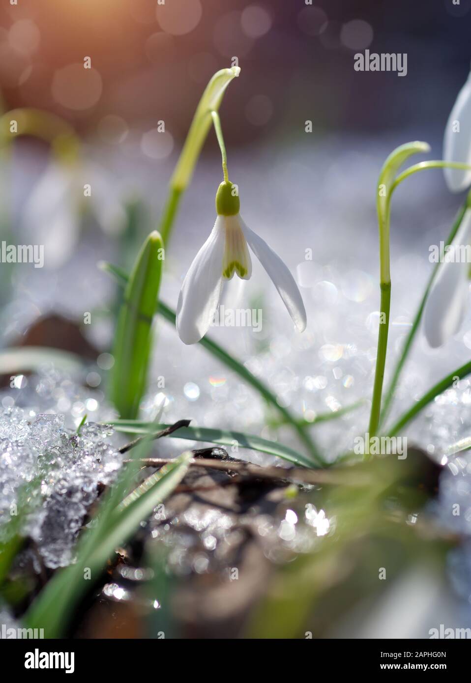 Snowdrops (Galanthus) in the spring forest. Harbingers of warming symbolize the arrival of spring. Stock Photo