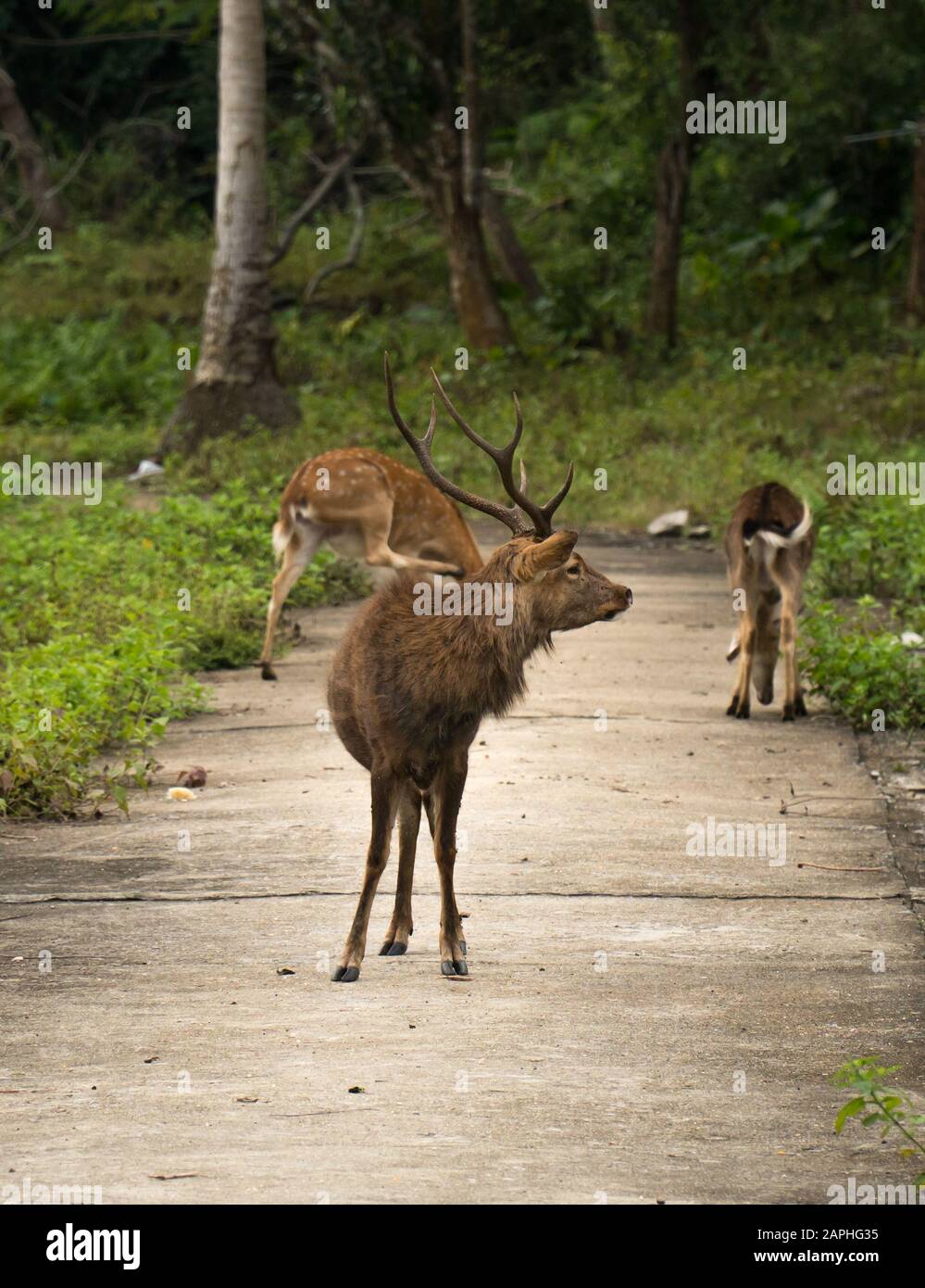 A wild male deer buck with antlers and two other deer on walking path. Cat Ba National Park, Vietnam home to 32 mammal species and World Heritage Site Stock Photo