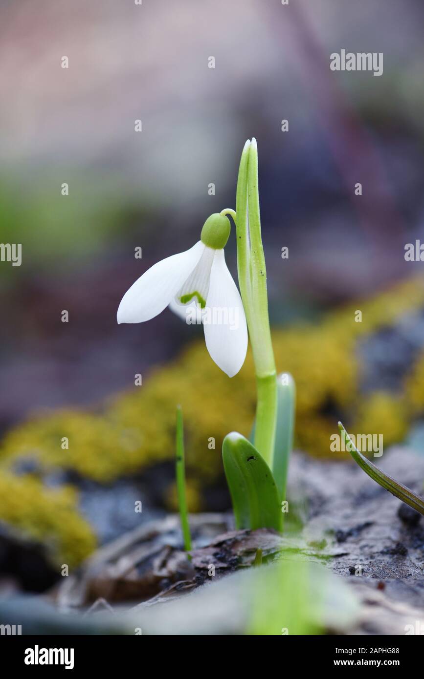 Snowdrop (Galanthus) in the spring forest. Harbingers of warming symbolize the arrival of spring. Stock Photo