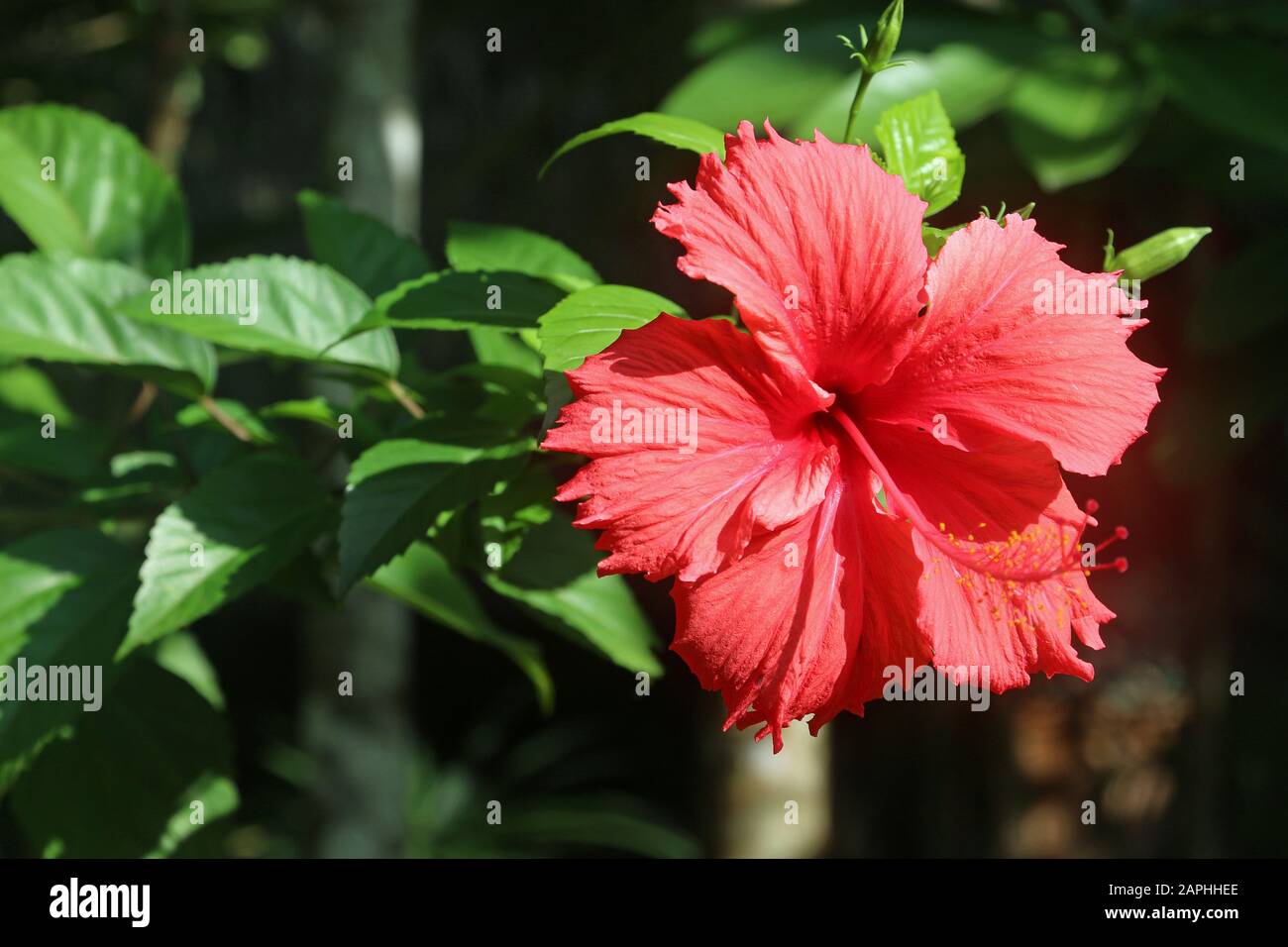 Hibiscus rosa-chinensis Stock Photo