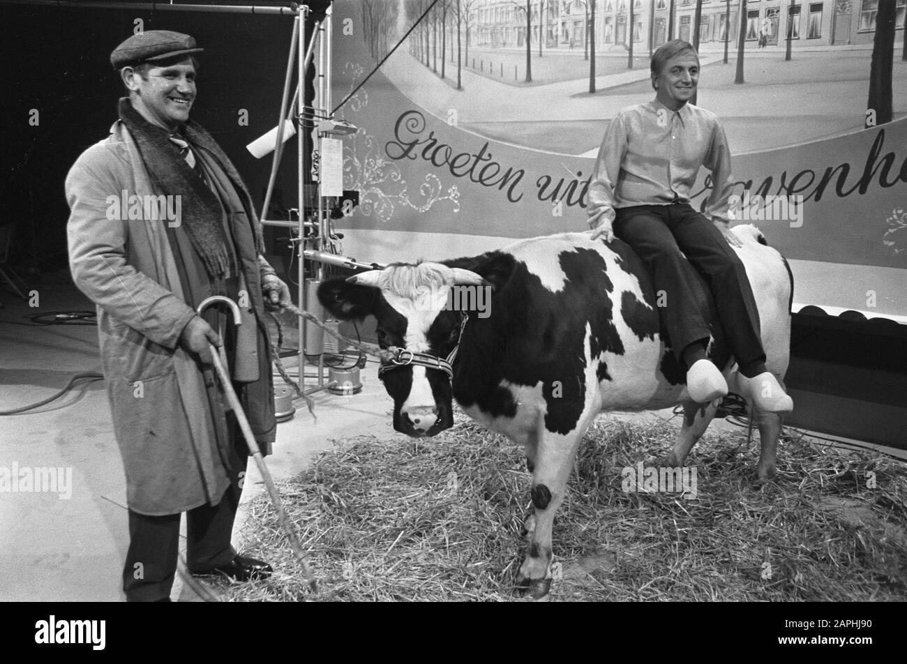 The cow on which Leen Jongewaard must sit Date: 23 December 1969 Keywords: TV shows, cows Stock Photo