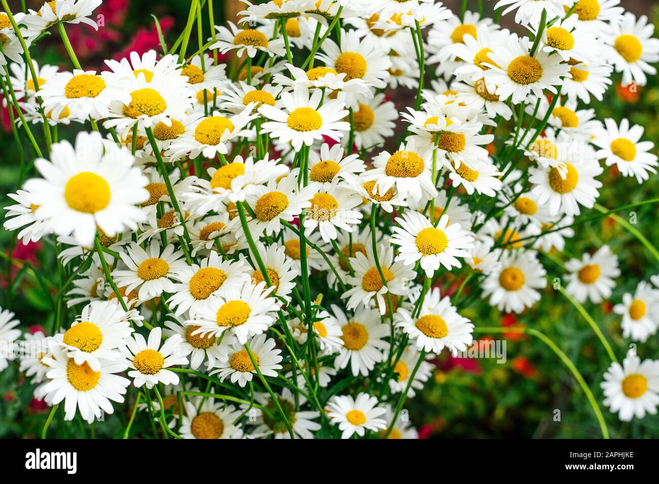 Meadow chamomile grass close hi-res stock photography and images - Alamy