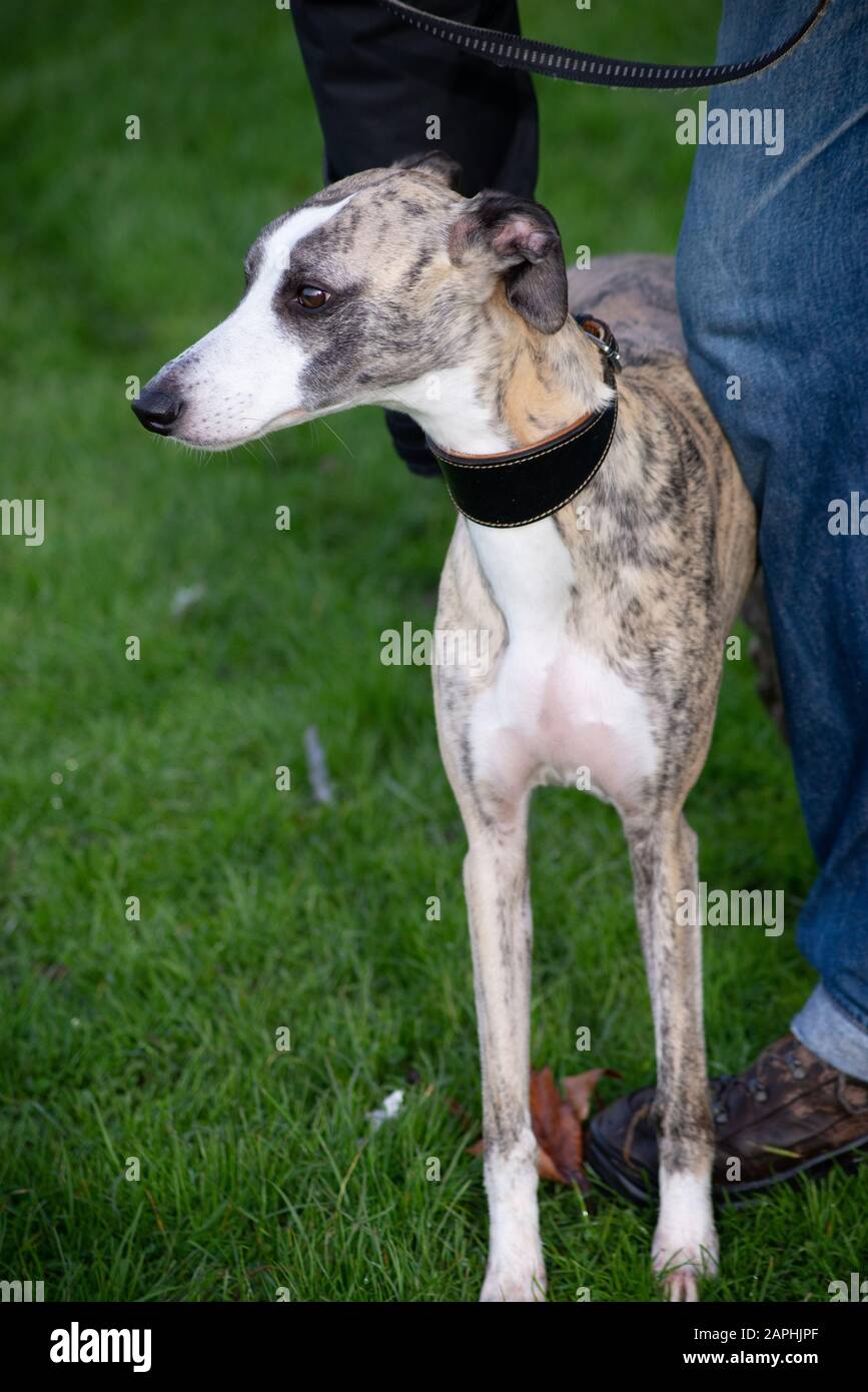 Whippet Stock Photo