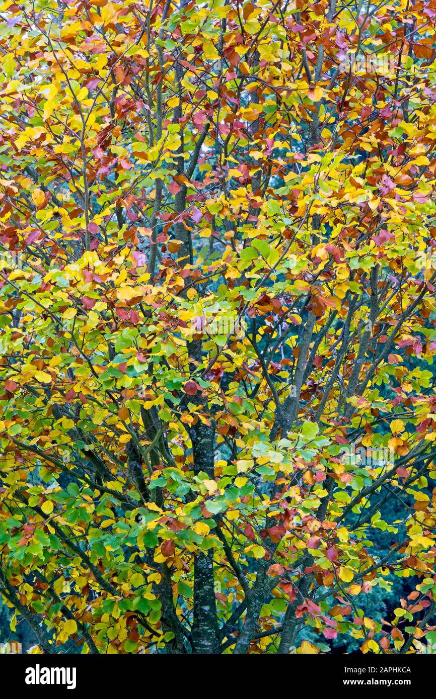 Pattern and colour in autumn tree leaves Stock Photo