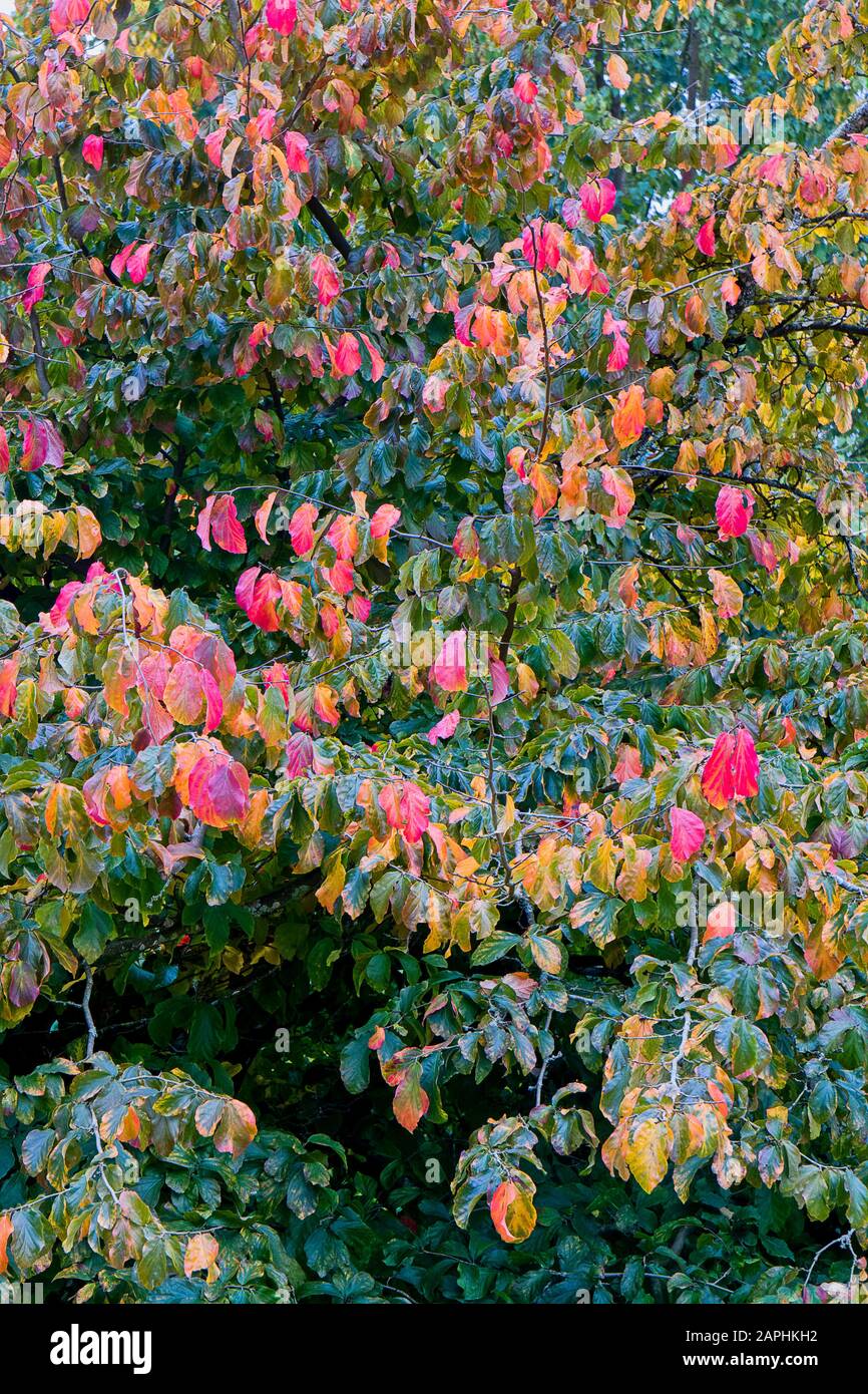 Pattern and colour in autumn tree leaves Stock Photo