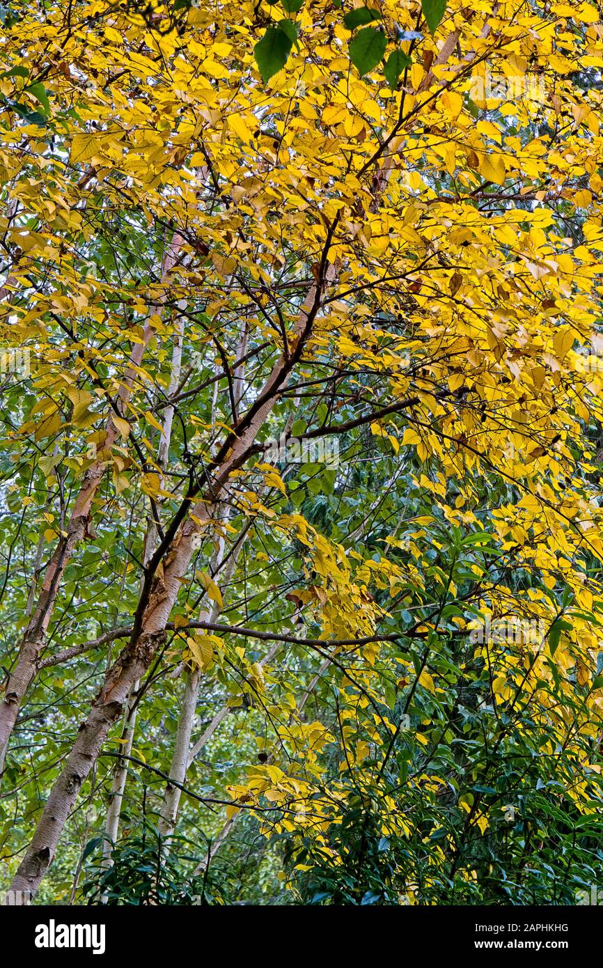 Pattern and colour in autumn tree leaves Stock Photo - Alamy