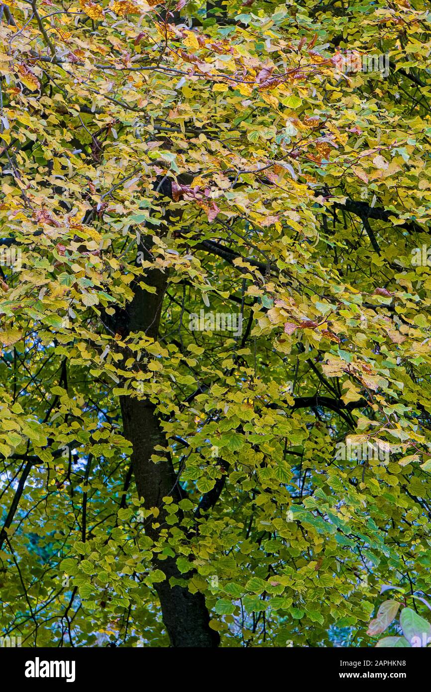 Pattern and colour in autumn tree leaves Stock Photo - Alamy