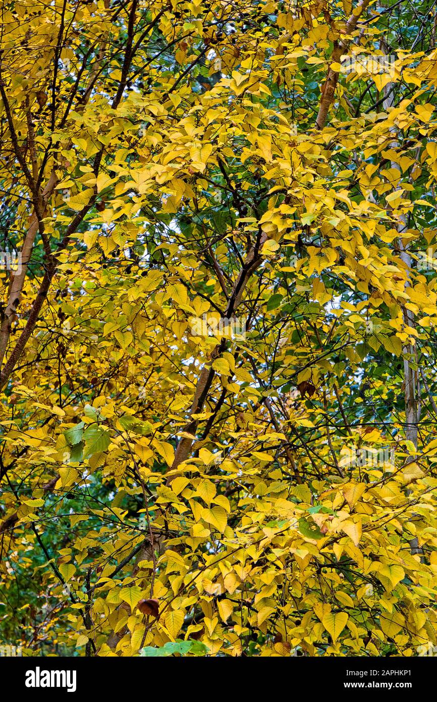 Pattern and colour in autumn tree leaves Stock Photo - Alamy