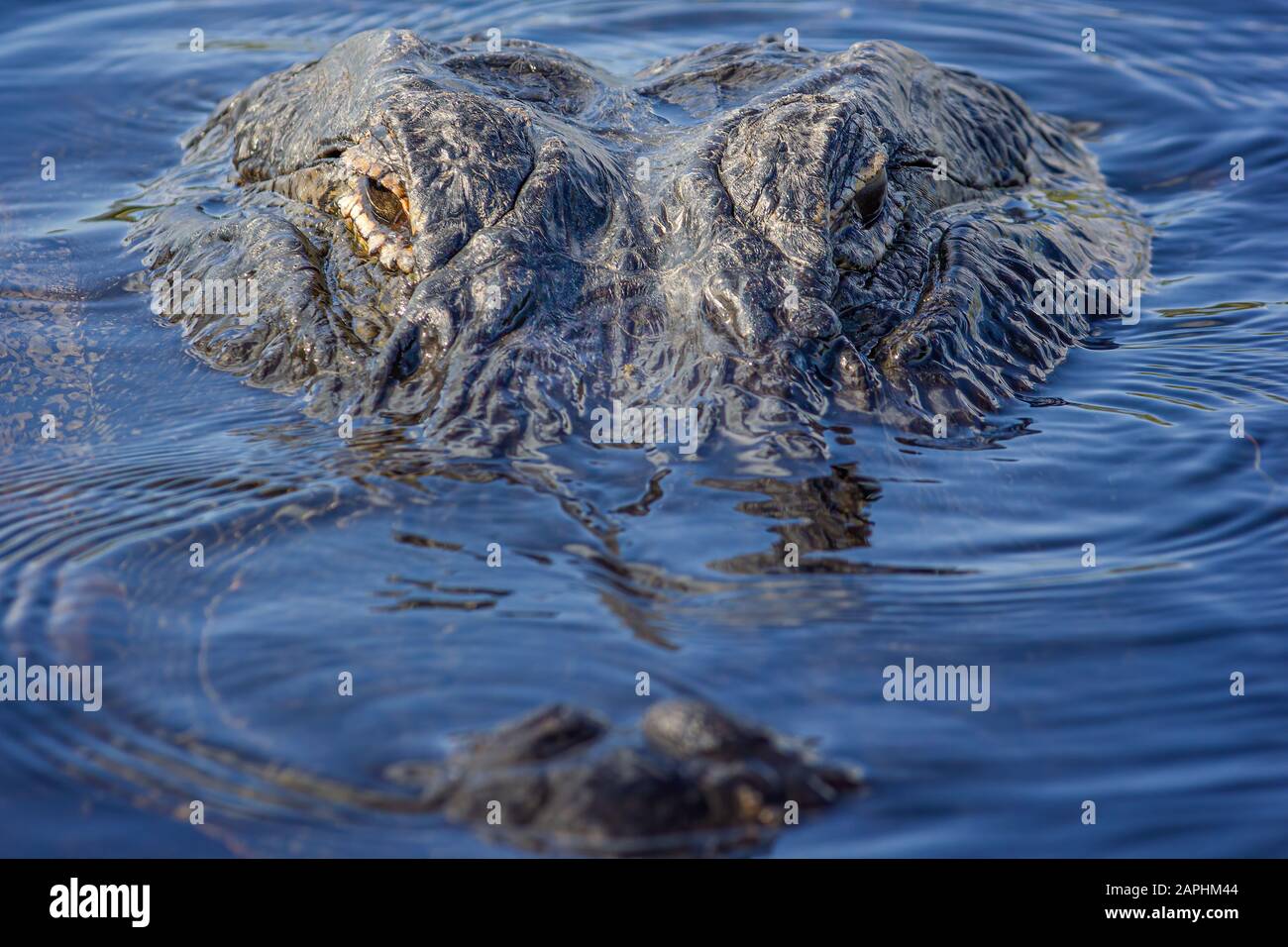 A close up of an American Alligator in the Florida Everglades. The alligator is the apex predator of the Everglades. Stock Photo