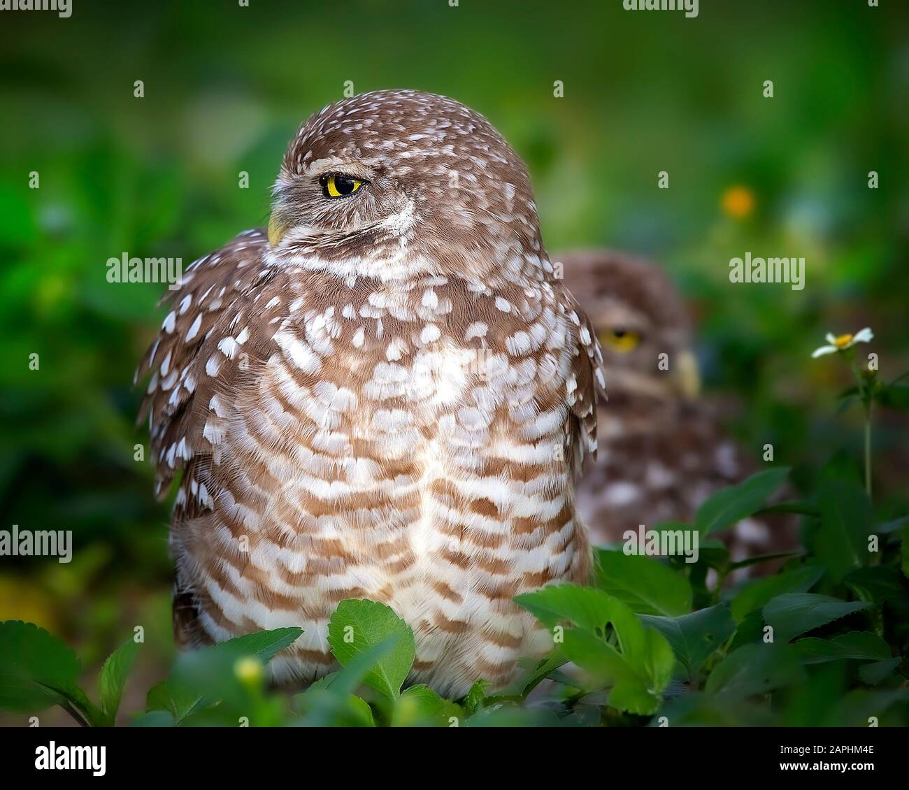 A cute and very alert burrowing owl in South Florida with another one behind it. Stock Photo