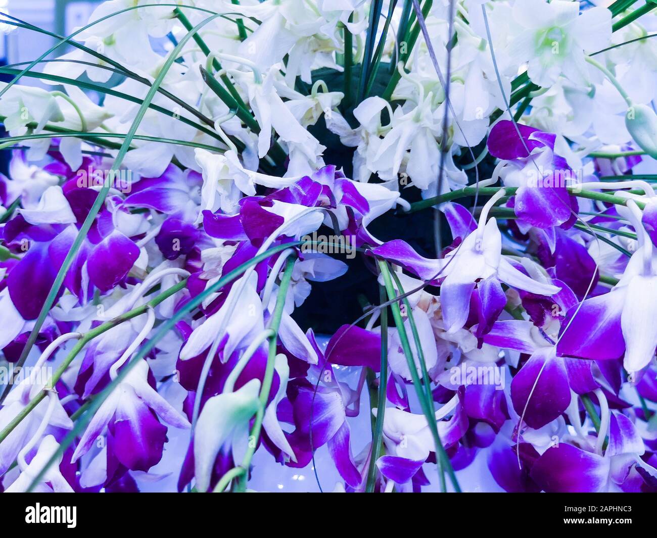 Bunch of purple and white orchids  for Valentine's day  or Mother day or Woman day post card or wedding invitation Stock Photo