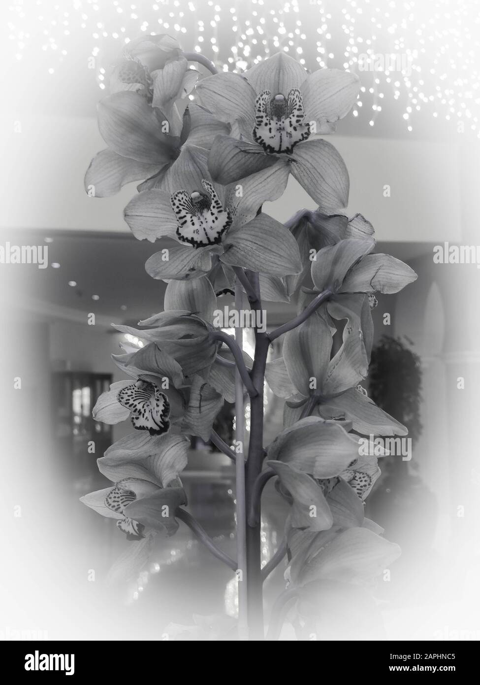 Black and white photo of Orchids Cymbidium for Valentine's day  or Mother day or Woman day post card or wedding invitation Stock Photo