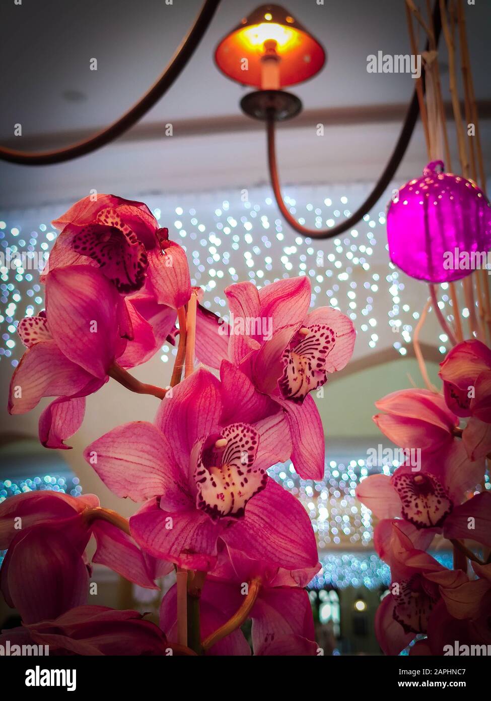 Pink Orchids Cymbidium with garland lights on the background for Valentine's day  or Mother day or Woman day post card or wedding invitation Stock Photo