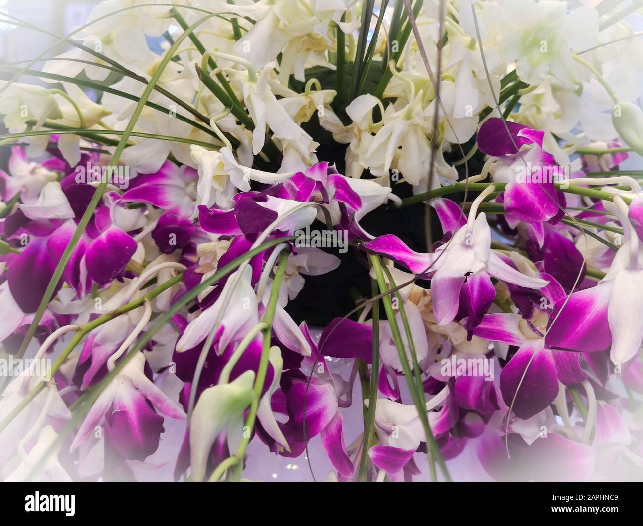 Bunch of purple and white orchids  for Valentine's day  or Mother day or Woman day post card or wedding invitation Stock Photo