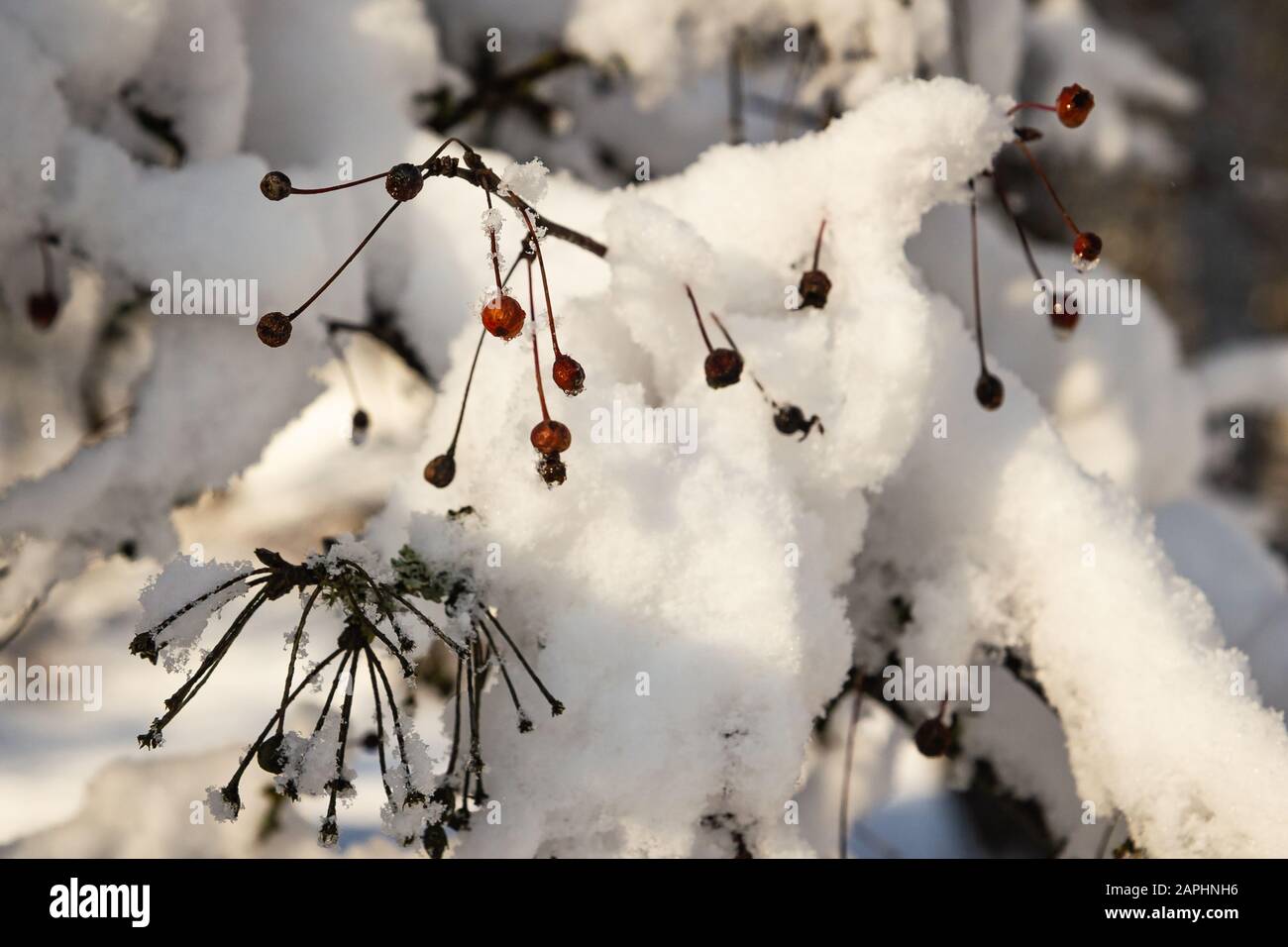 Rowan berries blue sky snow hi-res stock photography and images - Alamy