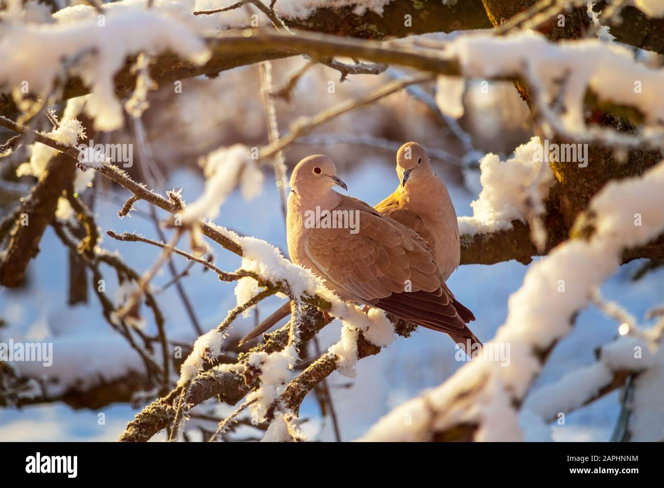 A pair of a collared doves on branch of snowy tree in winter Stock Photo
