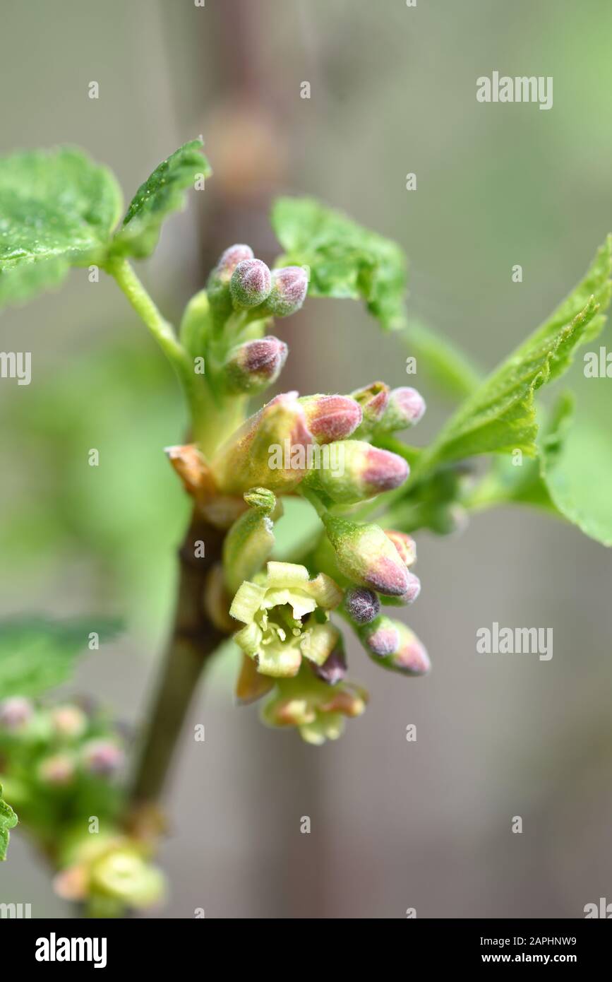 Blossoming of blackcurrant (Ribes nigrum). Small depth of sharpness Stock Photo