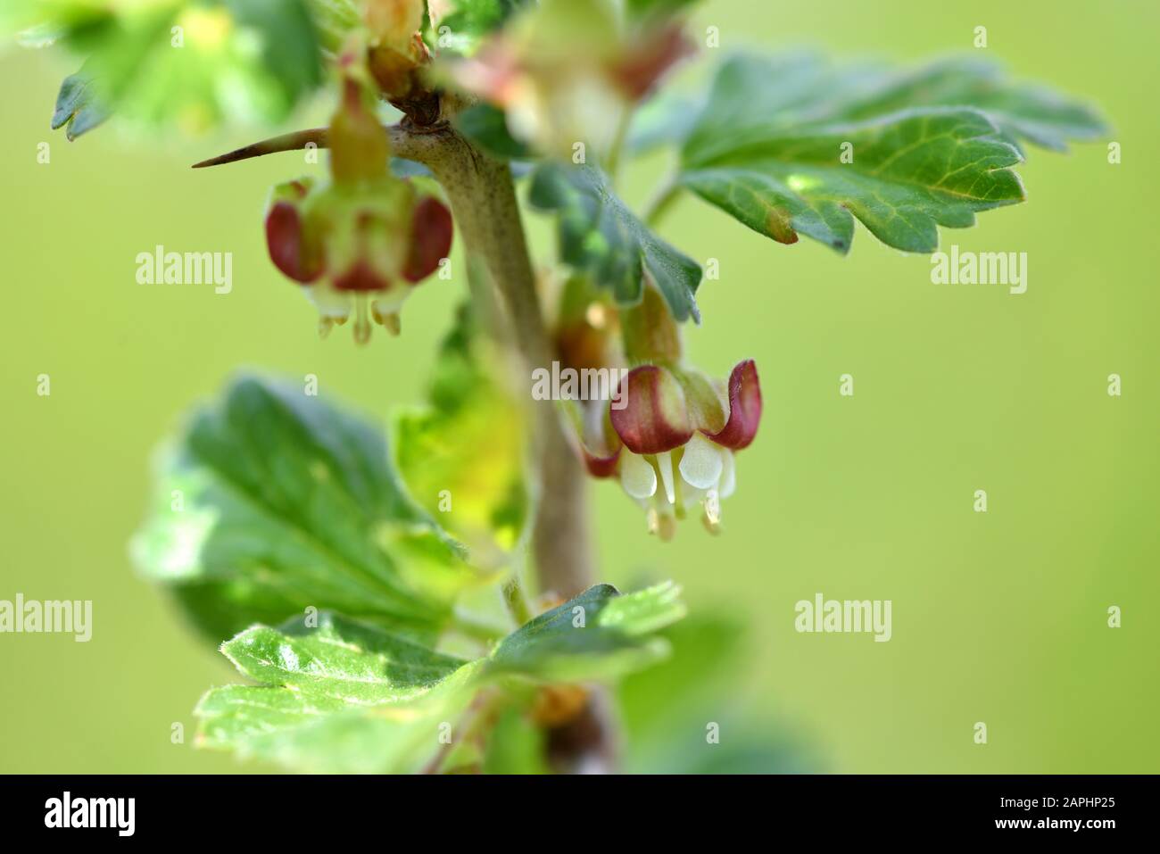 Flowers of gooseberry, Ribes uva-crispa, selective focus Stock Photo