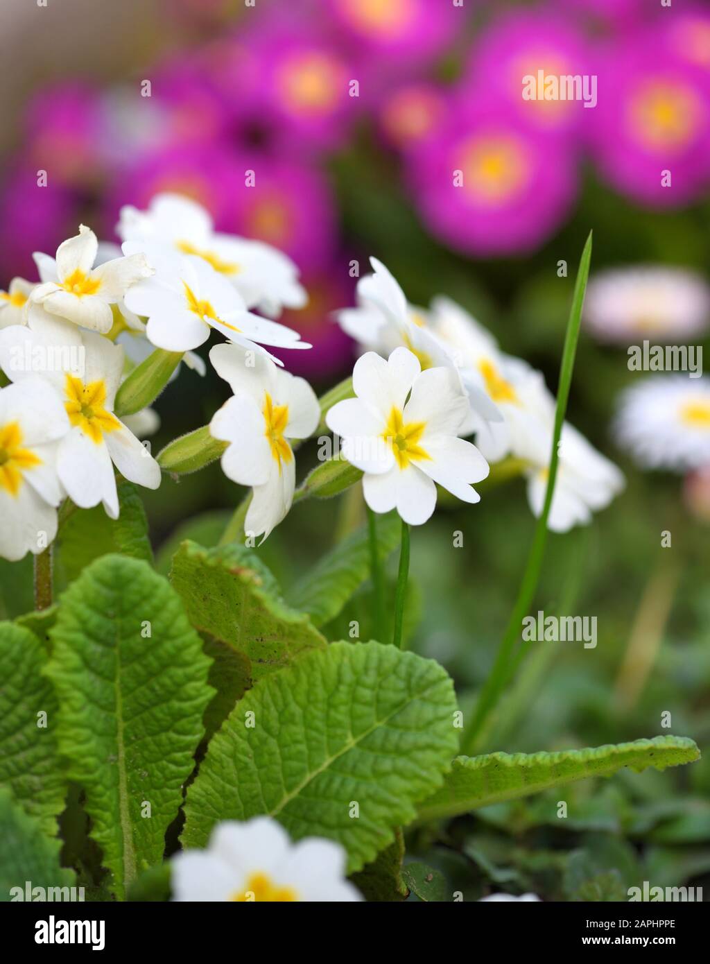 Spring flowers of Primula juliae (Julias Primrose) or white primrose in the spring garden. Stock Photo