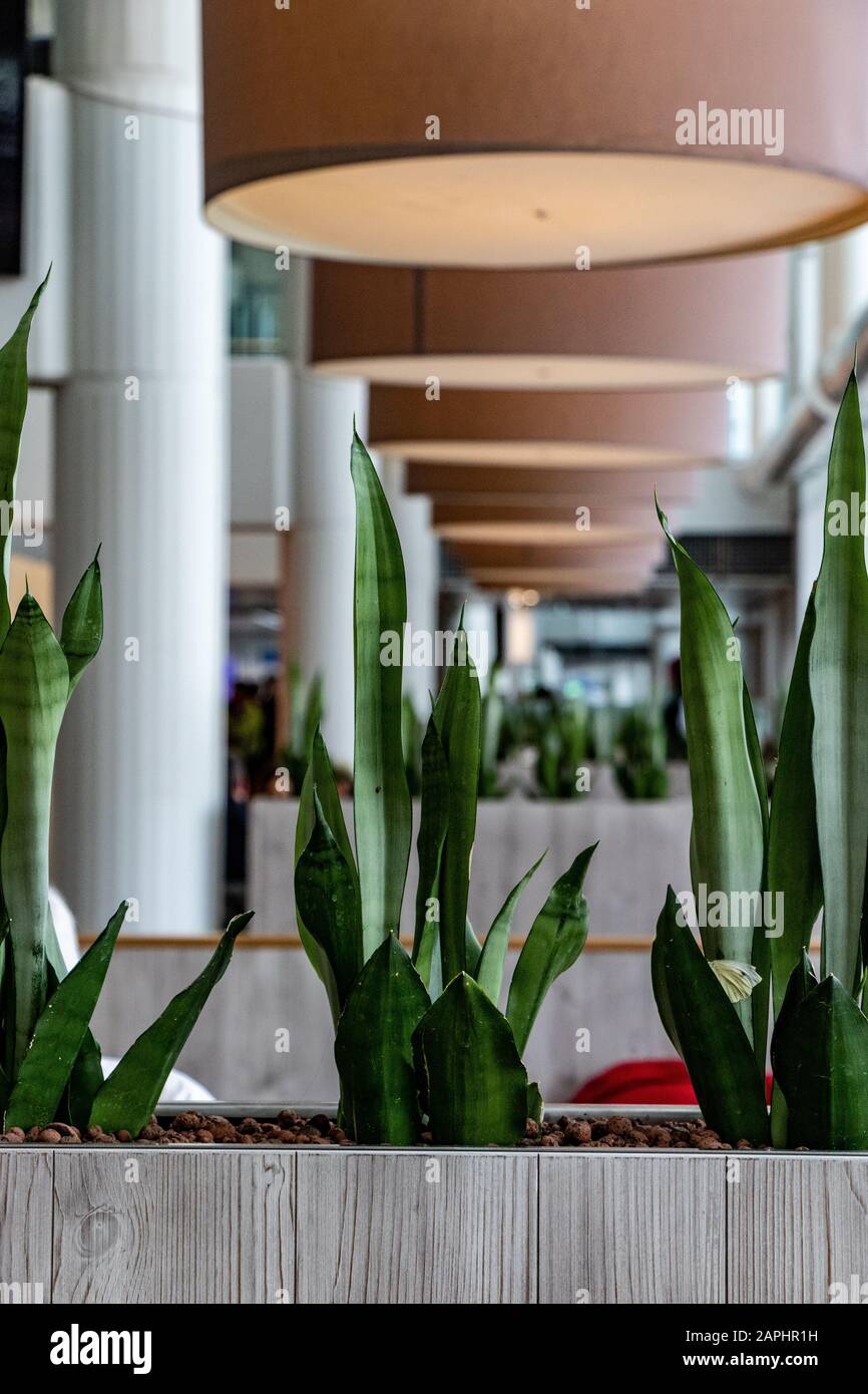 Airport, Munich, Germany - 09 April 2019: boarding area at munich airport terminal 2 with green plants. Stock Photo