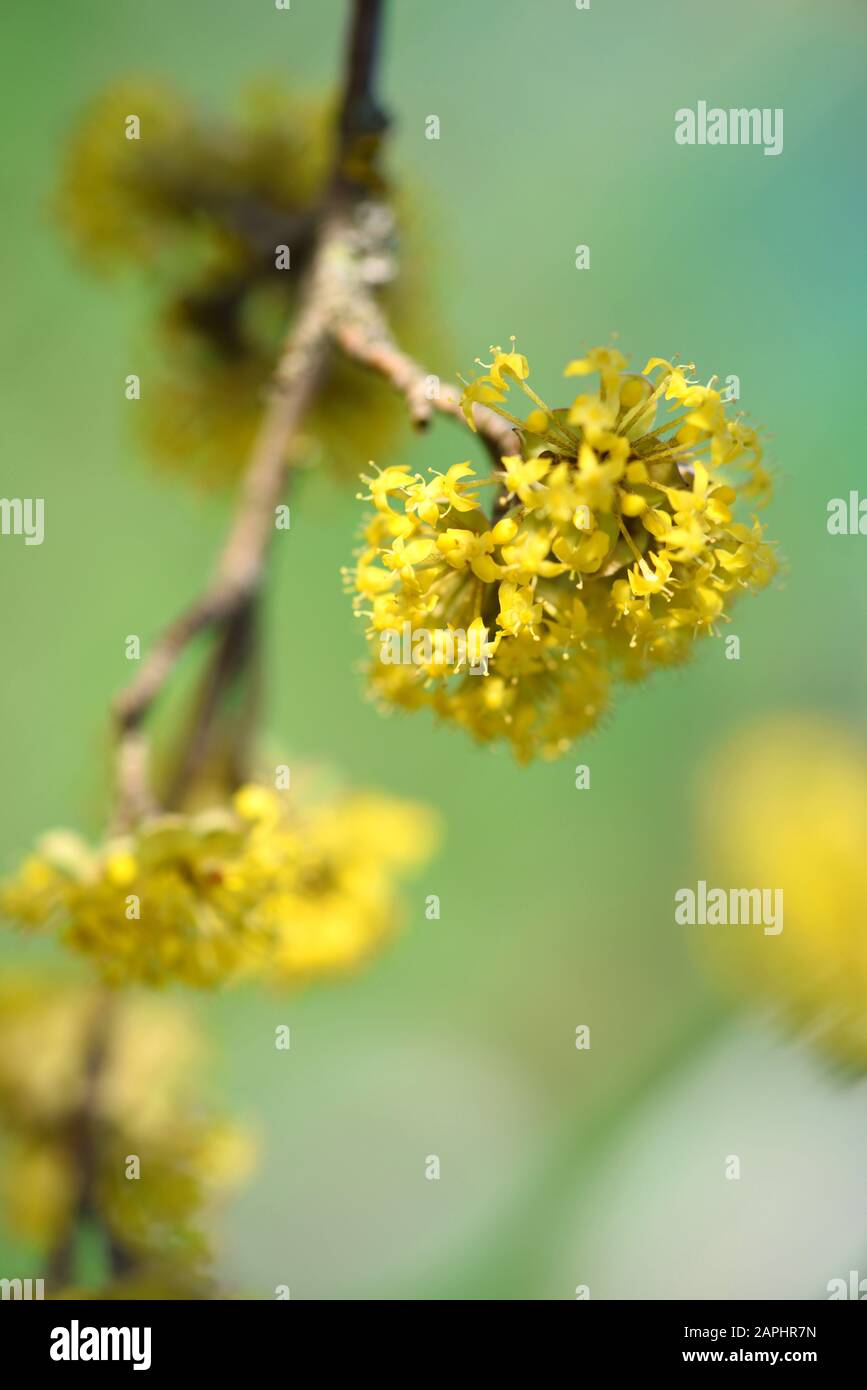 The branch of a flowering dogwoods (Cornus mas) in the sunlight. Soft focus Stock Photo